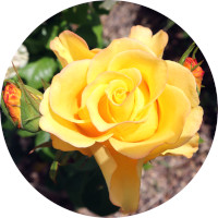 02rose-yellow