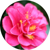 03rose-pink